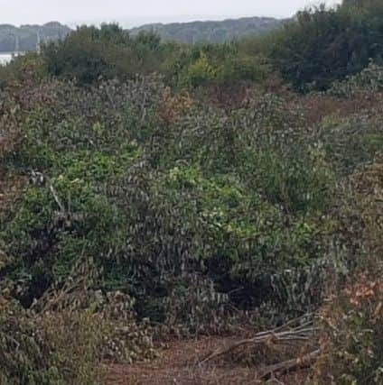 The abandoned allotment site in Seafield Road, Portchester
