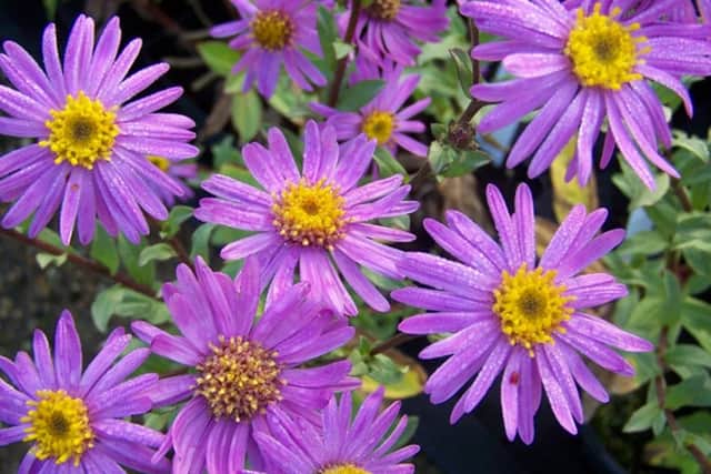 Michaelmas daisy King George