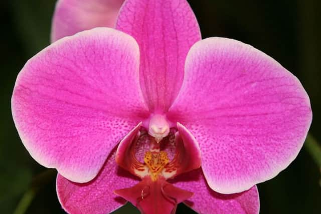 Stunning  the moth orchid.
