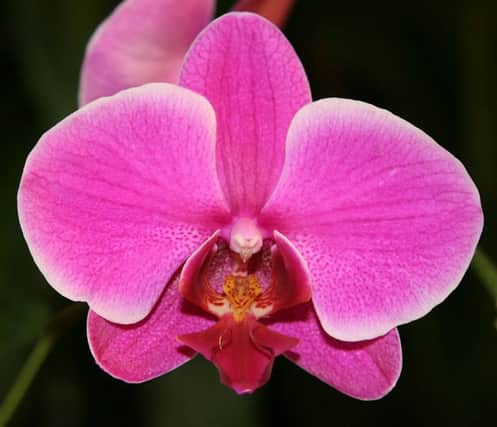 Stunning  the moth orchid.