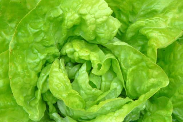 Lettuce Arctic King