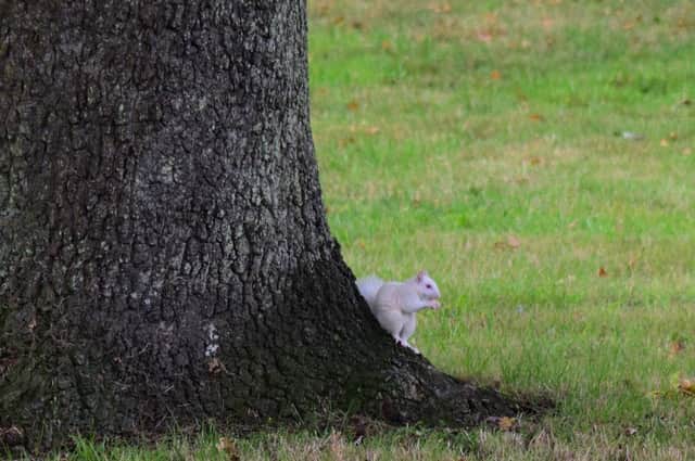 A rare albino squirrel was spotted in Waterlooville Picture: Michael Wornham