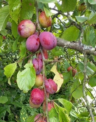 Victoria plums