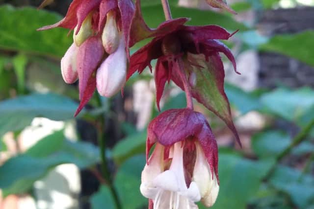 Leycesteria formosa (patridge/pheasant berry)