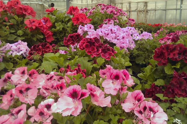 Pelargoniums