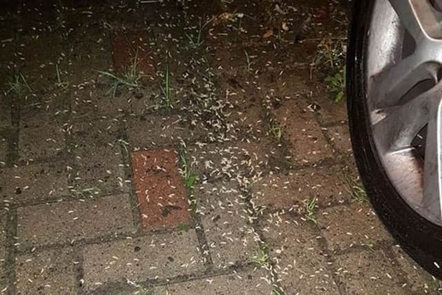 Maggots at the bin site for Randel View flat complex in Bishopsfield Road, Fareham