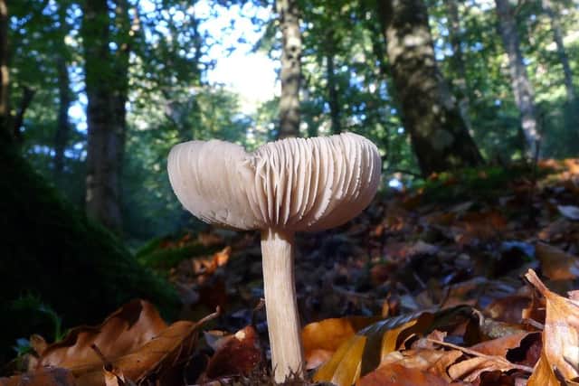 Fungi in leaf litter by Bob Chapman