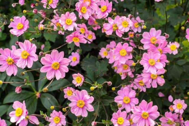 Autumn favourite  Japanese anemone.  Picture:  FD Richards