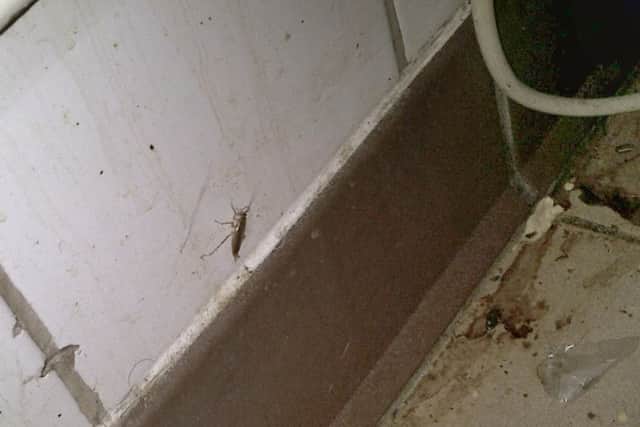 An immature cockroach in the food preparation area of Perfect Pizza in North End