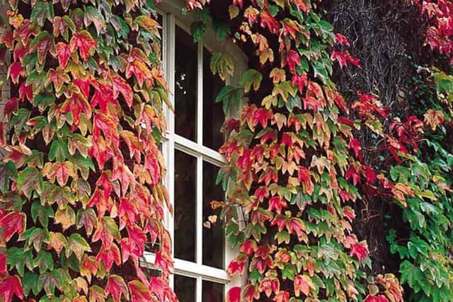 Killing ivy of this magnitude is no easy task.