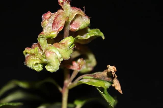 Fuchsia gall mite