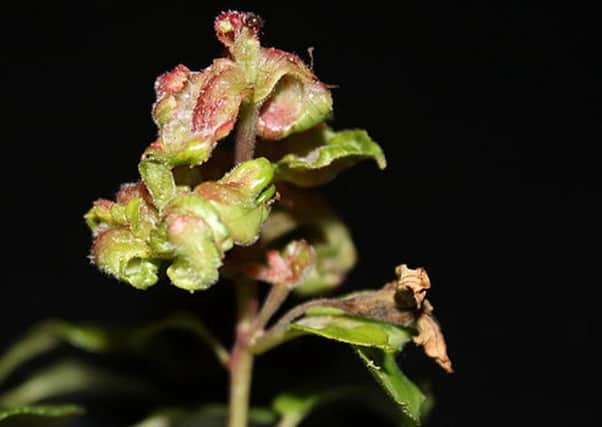 Fuchsia gall mite
