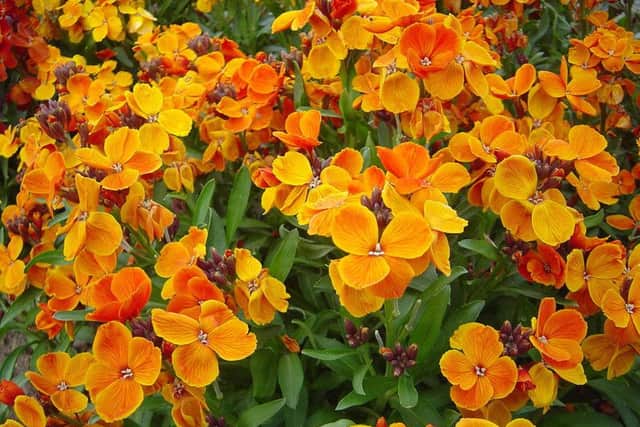 Cheap and reliable  wallflower Orange Bedder.  Picture: David Monniaux