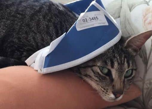 Slim Shady. Credit: RSPCA