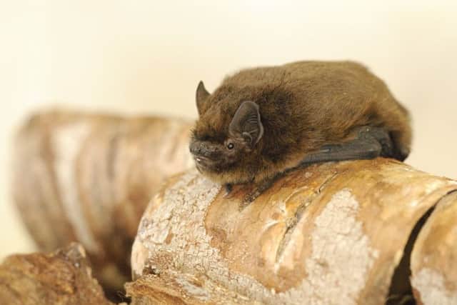 A Pipistrelle bat Picture: Amy Lewis