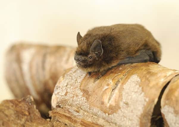 A Pipistrelle bat 

Picture: Amy Lewis