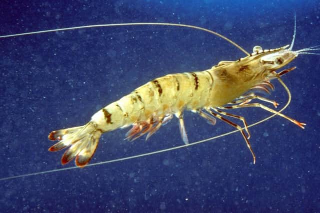 My advice is to hoard any prawns you have. 
Picture: CSIRO Marine Research/Wikipedia