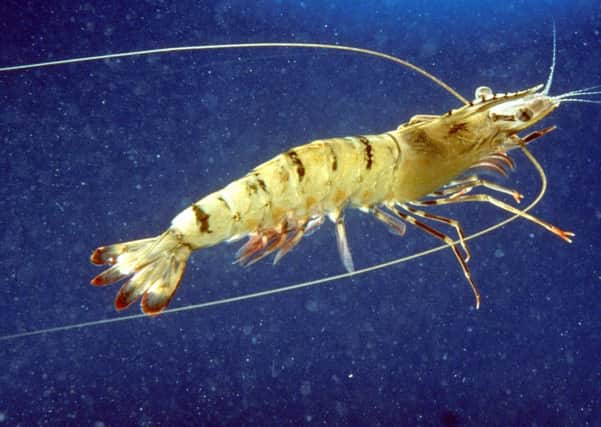 My advice is to hoard any prawns you have. 
Picture: CSIRO Marine Research/Wikipedia
