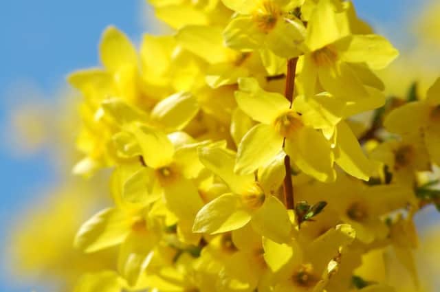 Forsythia - why not grow your own from a cutting?