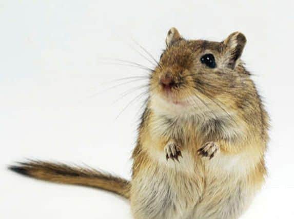 Gerbil stock photo
