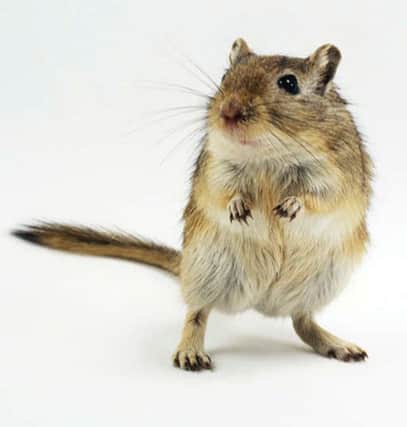 Gerbil stock photo