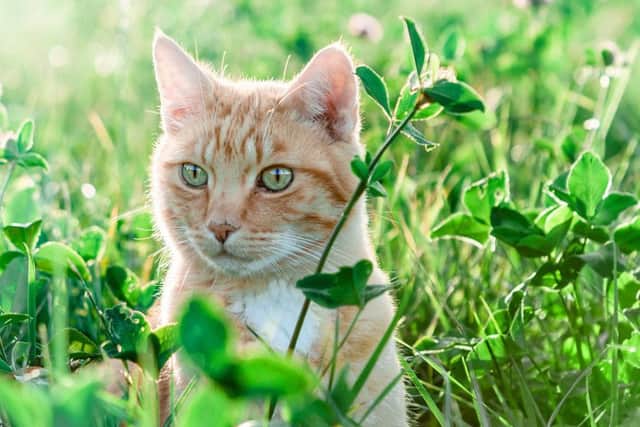 If kept indoors all the time, cats can become depressed and unhappy
