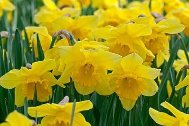 Pretty as a picture - daffodil Rembrandt