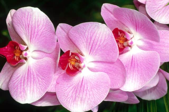 Moth orchid