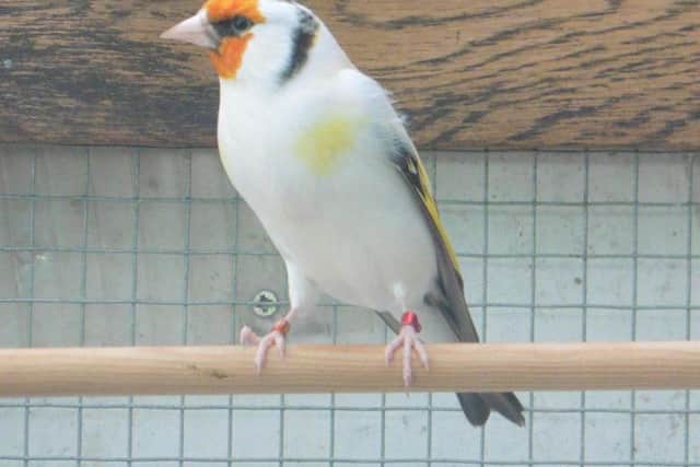 A goldfinch left in the aviary.