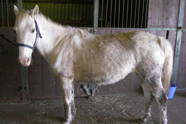 Molly in the stable in Newgate Lane, Fareham.