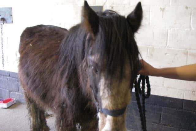 Fred in the stable in Newgate Lane, Fareham.