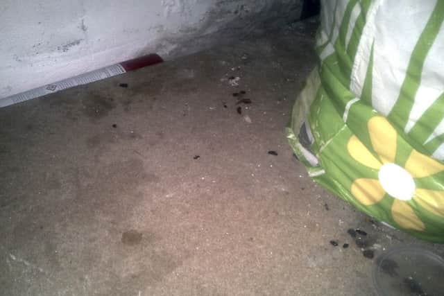 Rat droppings in the cellar store
