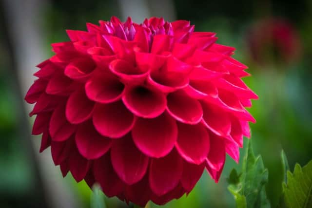 Hit by frost? Don't worry you CAN revive your dahlias.