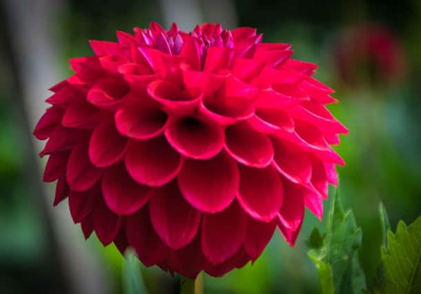 Hit by frost? Don't worry you CAN revive your dahlias.