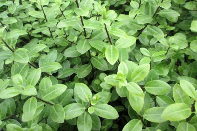 Pittosporum tenuifolium