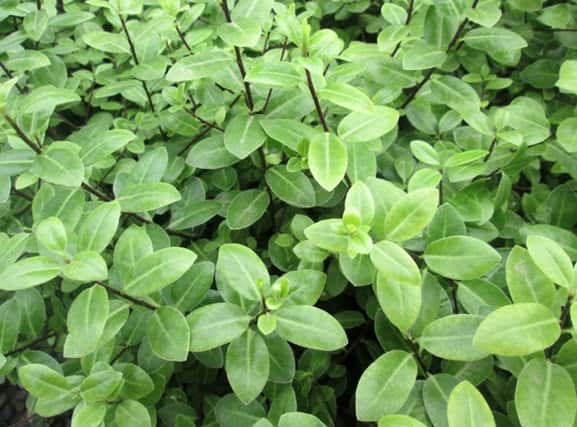 Pittosporum tenuifolium