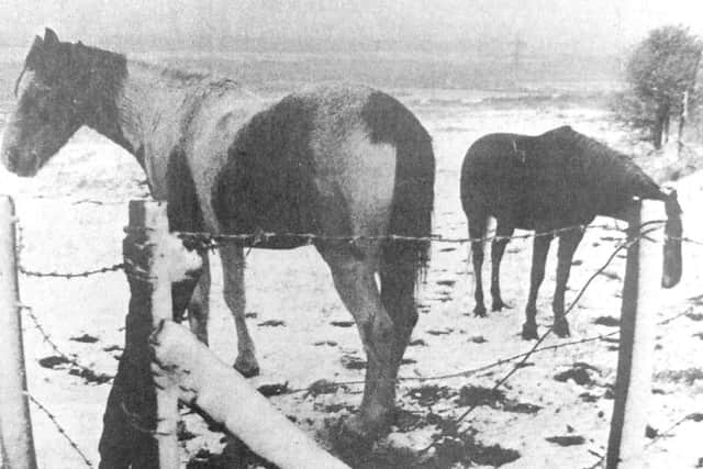 Horses on the snow-covered slopes of Portsdown Hill, at Skew Road, Portchester