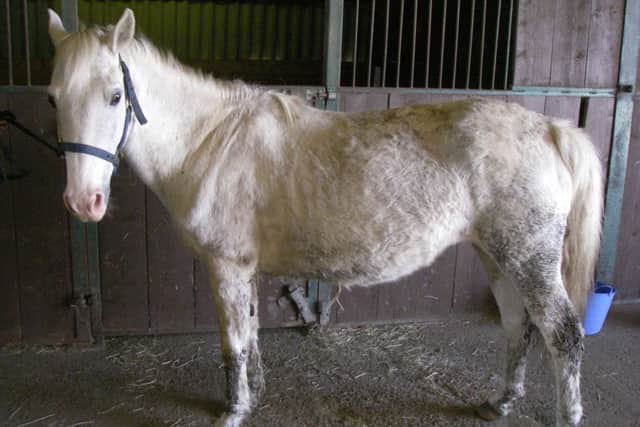 One of the mistreated horses that saw Clare Hopkins convicted