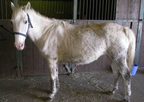 One of the mistreated horses that saw Clare Hopkins convicted