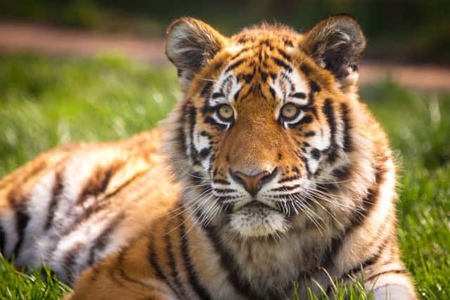 The number of tigers in the wild rose for the first time in a century this year, as reported by the World Wildlife Fund (WWF)