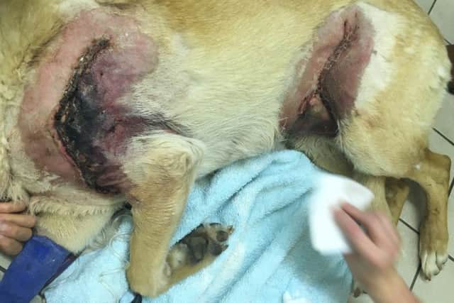 Bracklesham Bay dog up for national award Labrador suffered extensive wounds after horrific dog attack  Emily Malcolmmalcolm.emily@pdsa.org.uk01952 797 231PDSA Press Officepr@pdsa.org.uk 01952 797 234www.pdsa.org.ukPics & vids download: https://we.tl/CZPzcpwHEm A Labrador who suffered terrible wounds after a horrific dog attack has been shortlisted for the PDSA Pet Survivor Awards 2016  a national competition recognising death-defying tails of miraculous survival.bodie the dogCAPTIONS IN FILE NAMESEight-year-old Bodie, from Bracklesham Bay, West Sussex, was left with some of the worst injuries his vet had ever seen following the vicious and completely unprovoked attack. He endured several major operations and months of treatment, but is now well on the road to recovery and is up against five other plucky pets for the coveted title of PDSA Pet Survivor 2016.