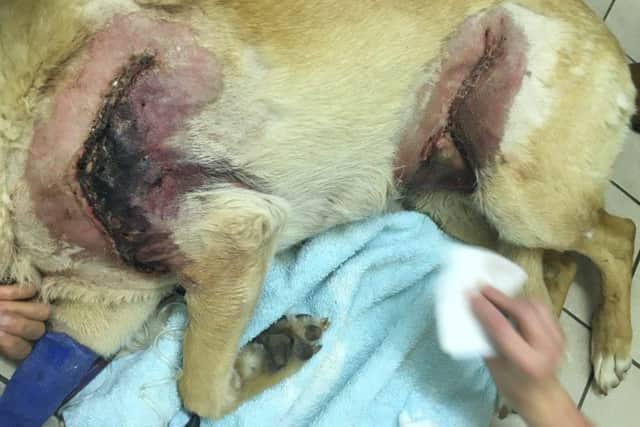 Bracklesham Bay dog up for national award
 
Labrador suffered extensive wounds after horrific dog attack
 
 

Emily Malcolm
malcolm.emily@pdsa.org.uk
01952 797 231

PDSA Press Office
pr@pdsa.org.uk 
01952 797 234

www.pdsa.org.uk

Pics & vids download: https://we.tl/CZPzcpwHEm

 
A Labrador who suffered terrible wounds after a horrific dog attack has been shortlisted for the PDSA Pet Survivor Awards 2016  a national competition recognising death-defying tails of miraculous survival.

bodie the dog

CAPTIONS IN FILE NAMES
Eight-year-old Bodie, from Bracklesham Bay, West Sussex, was left with some of the worst injuries his vet had ever seen following the vicious and completely unprovoked attack. He endured several major operations and months of treatment, but is now well on the road to recovery and is up against five other plucky pets for the coveted title of PDSA Pet Survivor 2016.