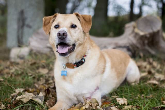 Bodi now on the road to recovery