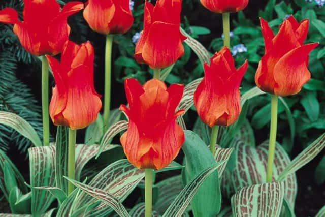 What big blooms you have - a bed of Red Riding Hood tulips