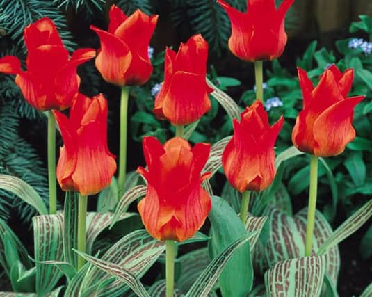 What big blooms you have - a bed of Red Riding Hood tulips