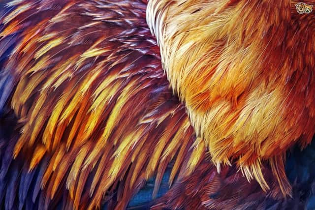 Cock feathers - will rot down in the compost bin
