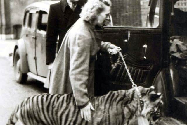 A tiger being put in a taxi outside the old News office in Stanhope Road