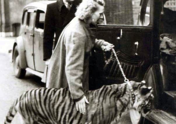 A tiger being put in a taxi outside the old News office in Stanhope Road