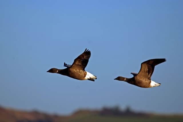 Brent goose flying in to Farlington Marshe