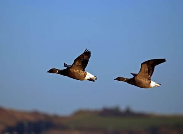 Brent goose flying in to Farlington Marshe